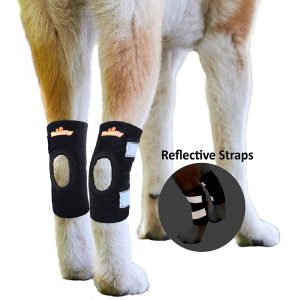 dog-ankle-braces