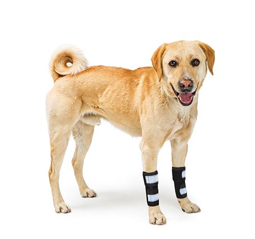 Dog Front Leg Braces Carpal Support With Metal Spring Strips (Pair ...